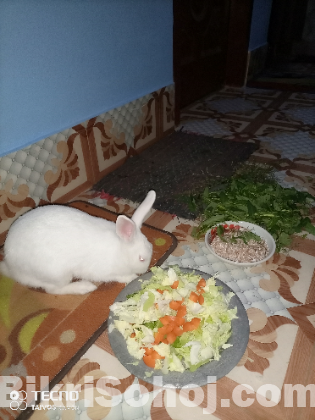 খরগোশ